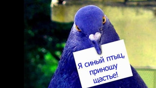 Синяя птица в руках Павла Ипатова