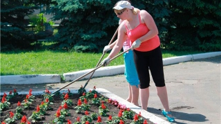 Балашовские коммунальщики сажают цветы, а горожане их выкапывают