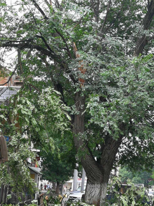 Упавшее дерево перекрыло движение по улице Кутякова