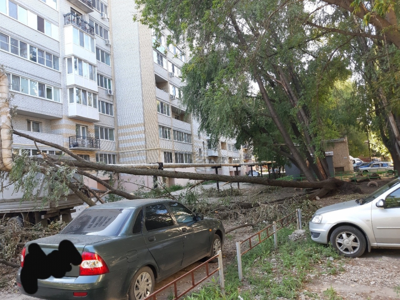 На Омской опасно нависшие ветки создают угрозу для прохожих
