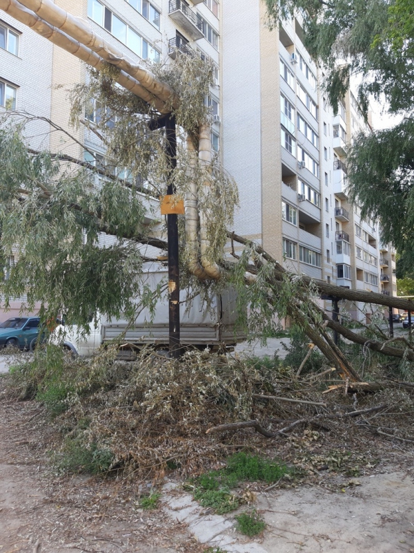 На Омской опасно нависшие ветки создают угрозу для прохожих