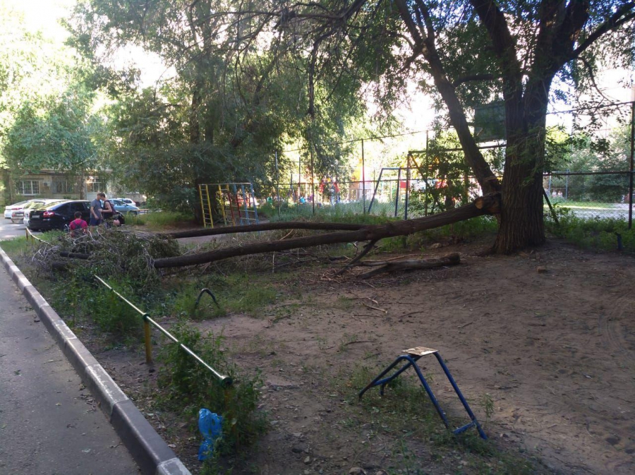 Упавшее от урагана дерево две недели мешает жильцам многоквартирного дома