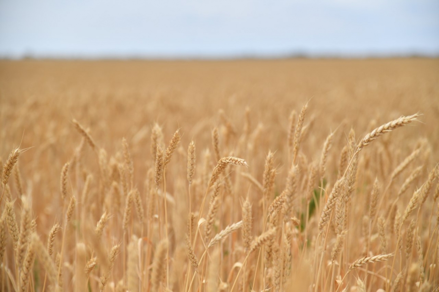 В Саратовской области намолотили 5 млн тонн зерна