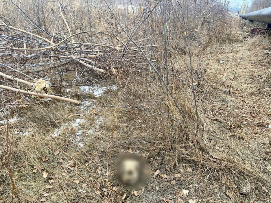 Работники ТЭЦ нашли у теплотрассы на Азина человеческий череп