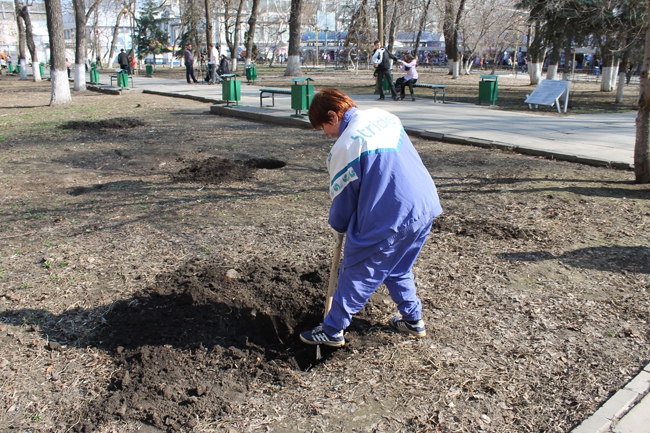 На «Аллее роз» высадили сосны, сирень и рябину