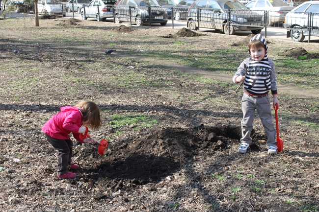 На «Аллее роз» высадили сосны, сирень и рябину