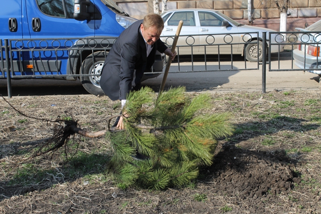 На «Аллее роз» высадили сосны, сирень и рябину