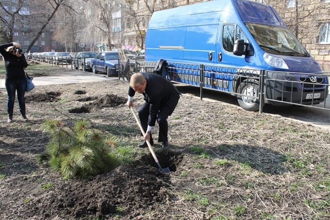На «Аллее роз» высадили сосны, сирень и рябину