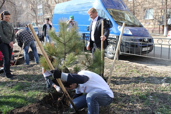 На «Аллее роз» высадили сосны, сирень и рябину