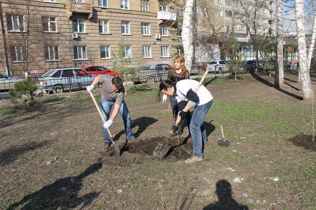 На «Аллее роз» высадили сосны, сирень и рябину