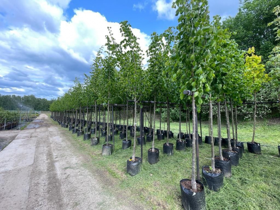 При озеленении Саратова планируется использовать деревья-крупномеры