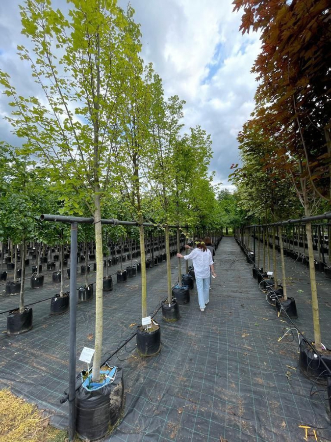 При озеленении Саратова планируется использовать деревья-крупномеры