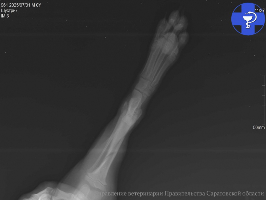 В Саратове ветеринары спасли сломанную лапу щенку Шустрику