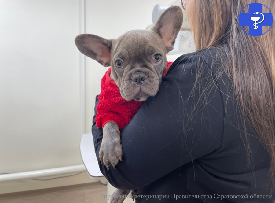 В Саратове ветеринары спасли сломанную лапу щенку Шустрику