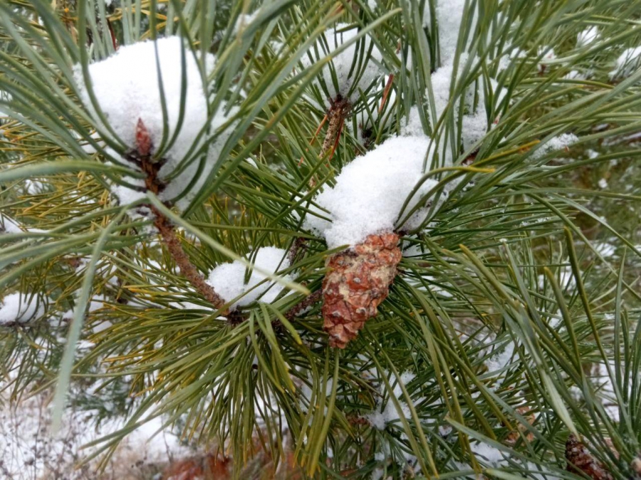 В Саратовской области усилили меры по охране хвойных деревьев