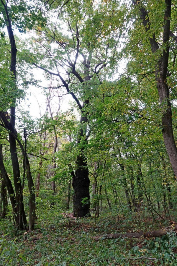 Саратовский 380-летний дуб вошел в национальный реестр старовозрастных деревьев