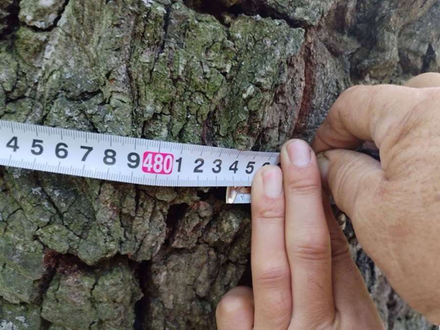 Саратовский 380-летний дуб вошел в национальный реестр старовозрастных деревьев