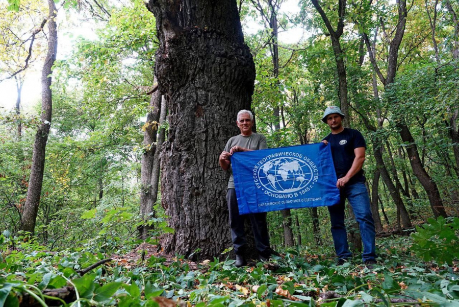 Саратовский 380-летний дуб вошел в национальный реестр старовозрастных деревьев