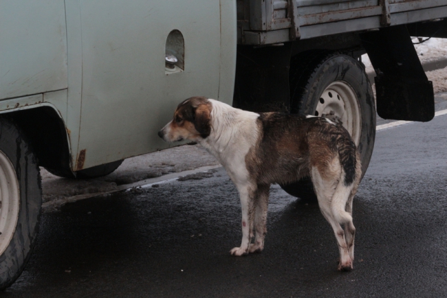 У села Елшанка завершают приготовления к визиту федеральных чиновников
