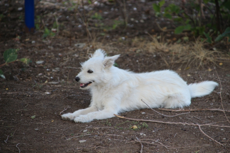 Поселок Ветеран в Озинском районе расширят на 20 домов