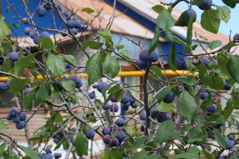 Поселок Ветеран в Озинском районе расширят на 20 домов