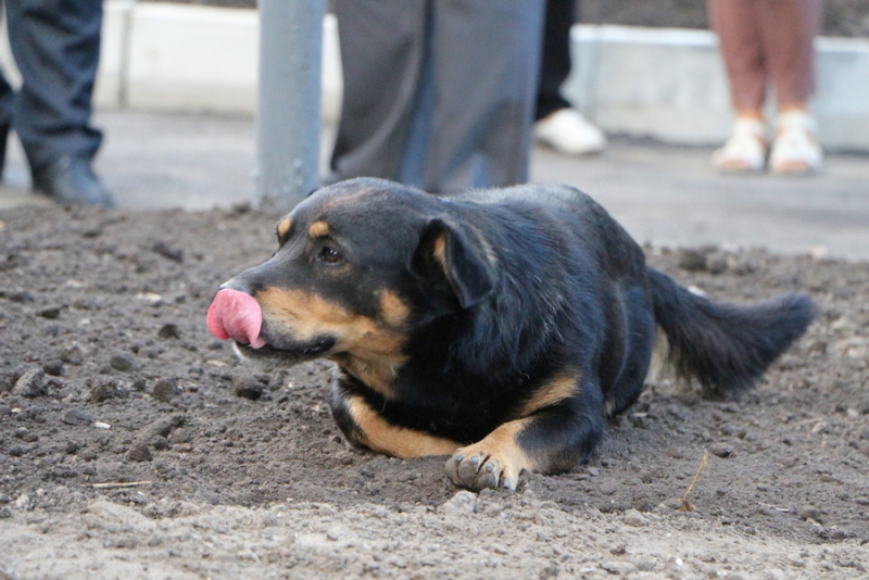 Володин потребовал улучшить качество ремонта дворов
