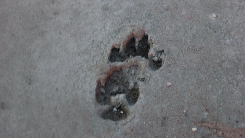 Общественники не поняли, как на забетонированной Волжской чинить коммуникации