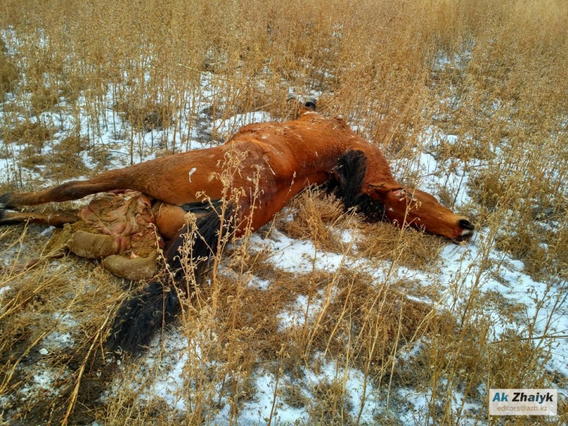 Саратовец умер в Казахстане при столкновении иномарки с табуном лошадей