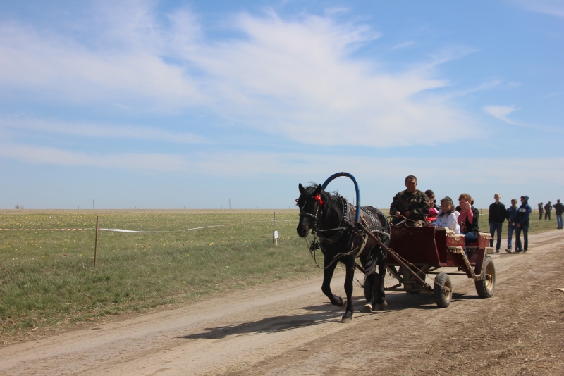 Фестиваль тюльпанов в Саратовской области получился красивым, но пыльным