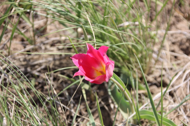 Фестиваль тюльпанов в Саратовской области получился красивым, но пыльным