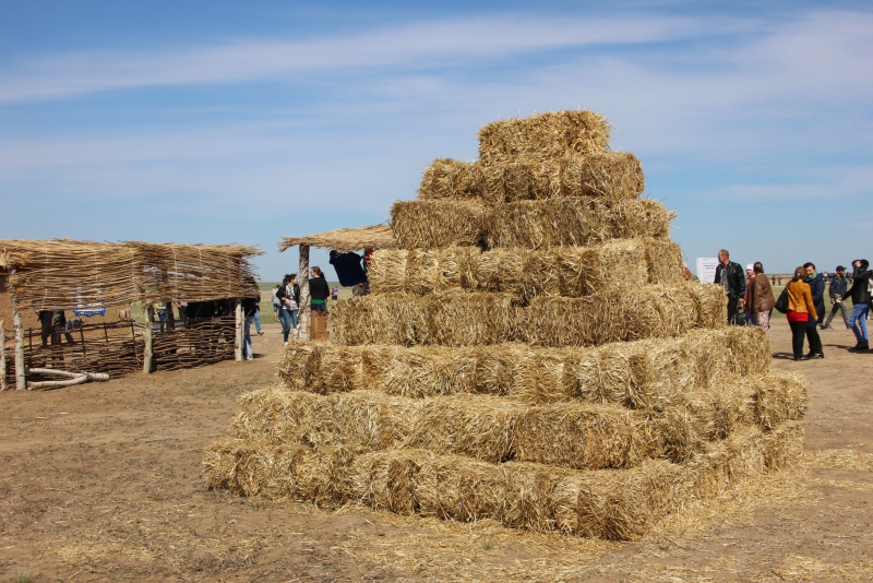 Фестиваль тюльпанов в Саратовской области получился красивым, но пыльным