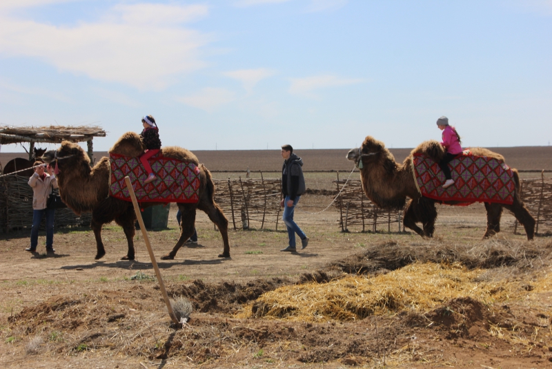 Фестиваль тюльпанов в Саратовской области получился красивым, но пыльным