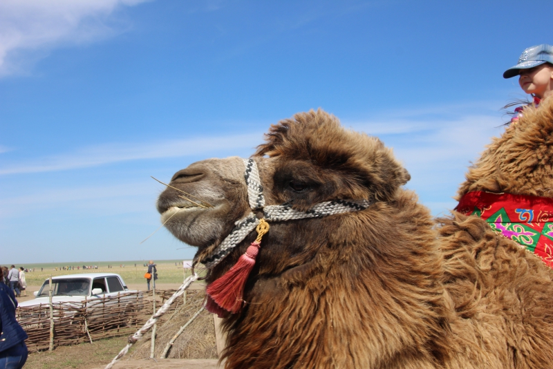 Фестиваль тюльпанов в Саратовской области получился красивым, но пыльным