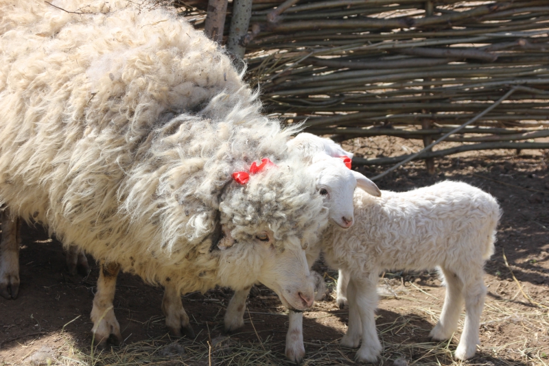 Фестиваль тюльпанов в Саратовской области получился красивым, но пыльным