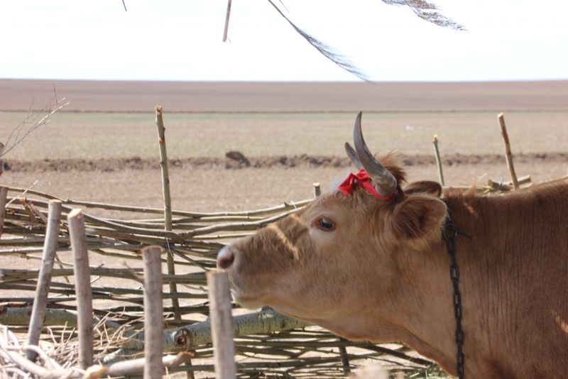 Фестиваль тюльпанов в Саратовской области получился красивым, но пыльным
