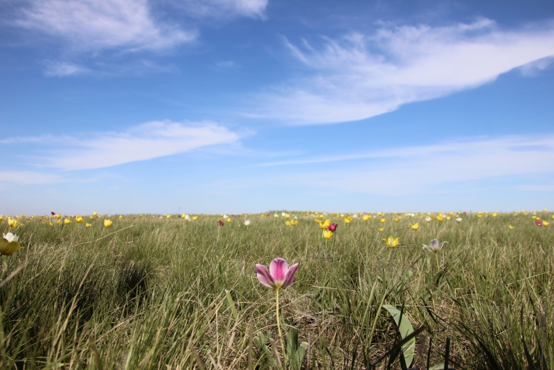 Фестиваль тюльпанов в Саратовской области получился красивым, но пыльным
