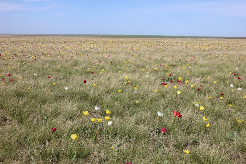 Фестиваль тюльпанов в Саратовской области получился красивым, но пыльным