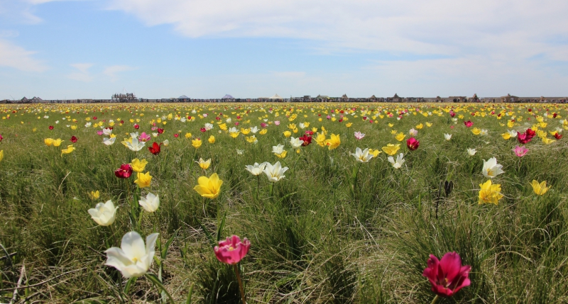 Фестиваль тюльпанов в Саратовской области получился красивым, но пыльным