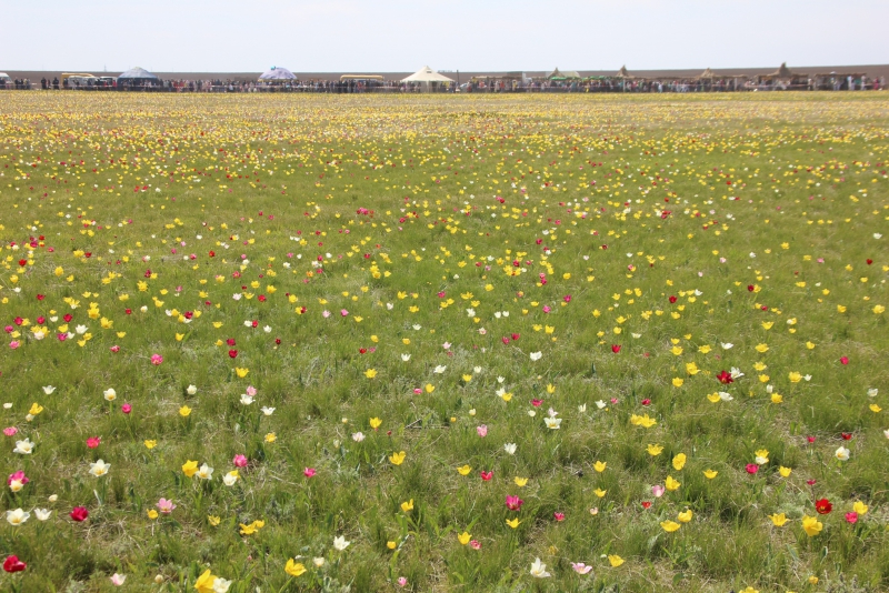 Фестиваль тюльпанов в Саратовской области получился красивым, но пыльным