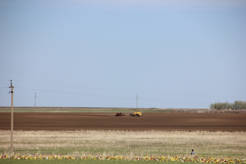 Фестиваль тюльпанов в Саратовской области получился красивым, но пыльным