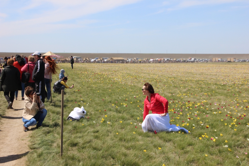 Фестиваль тюльпанов в Саратовской области получился красивым, но пыльным
