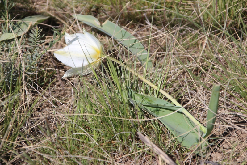 Фестиваль тюльпанов в Саратовской области получился красивым, но пыльным