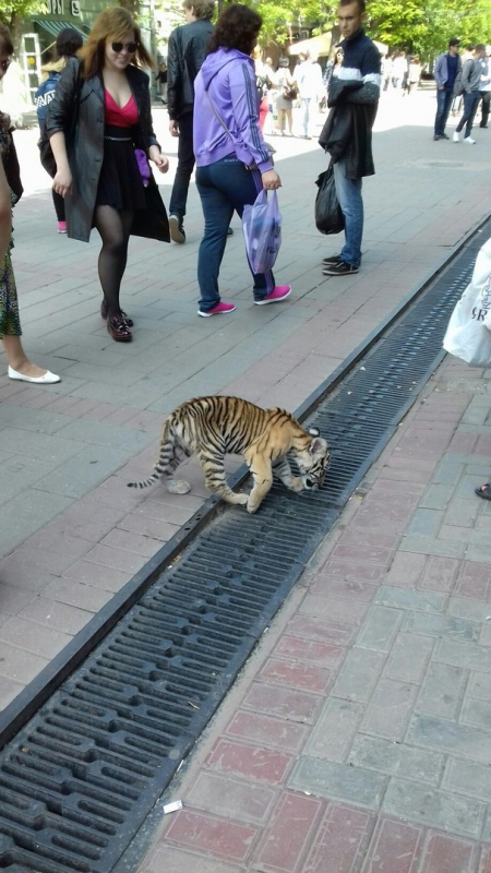 Саратовцы заметили на проспекте Кирова гуляющего тигренка