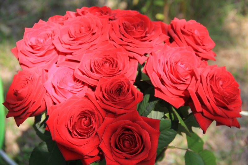 Прошел первый фестиваль «Аткарские розы»