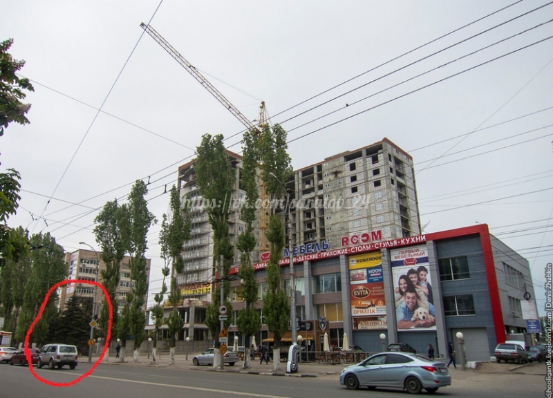 Саратовцы требуют вернуть спиленные на Чернышевского голубые ели