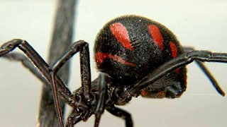 Саратовцев предупреждают об опасности укусов каракуртов и клещей Саратовцев предупреждают об опасности укусов каракуртов и клещей