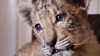 В саратовском зоопарке родился лигр В саратовском зоопарке родился лигр