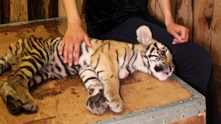 Сотрудник зоопарка об «истощенном» тигренке: Общество настолько зажралось, что не понимает Сотрудник зоопарка об «истощенном» тигренке: Общество настолько зажралось, что не понимает