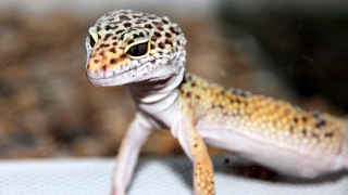 Житель Омска представился саратовцем и похитил деньги у покупателя ящериц Житель Омска представился саратовцем и похитил деньги у покупателя ящериц