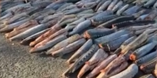 Силовики пресекли нелегальную поставку в Саратов осетра на 250 млн рублей Силовики пресекли нелегальную поставку в Саратов осетра на 250 млн рублей